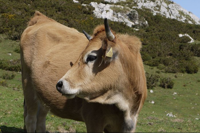 A cautious cow